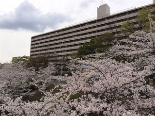 aoyamadaicherry_resized.jpg
