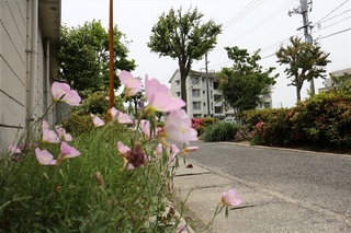 hatachi2_resized.jpg